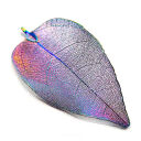 Magnolia 6/10cm